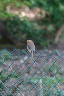 Robin on the fence