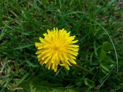 yellow flower mother and stepmother