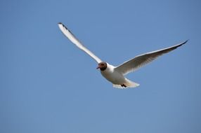 bird in flight in the blue sky