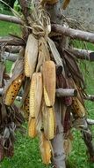 harvested corns on the cob