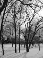 frozen trees and snow cover in the park