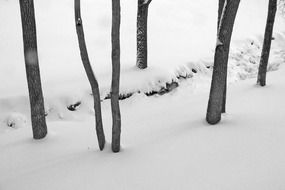 frozen creek along trees in december