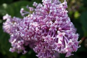 lilac flowers in springtime