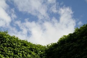 Landscape with a hedge