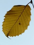 autumn leaf on a light background