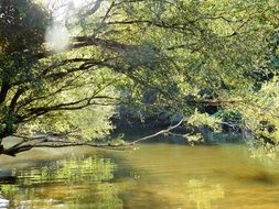 brook reflection