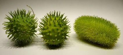 prickly chayote