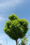 bushy green tree