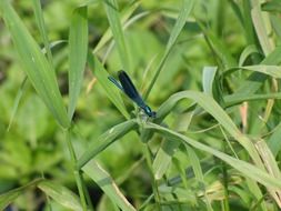 Colorful dragonfly among the plants in wildlife