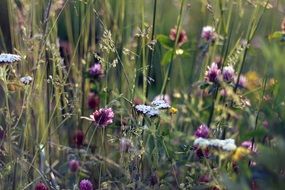wild flowers on a summer meadow