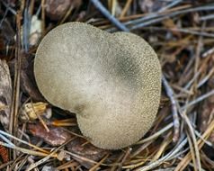 puffball spore mushroom