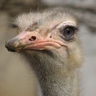 Cute ostrich portrait