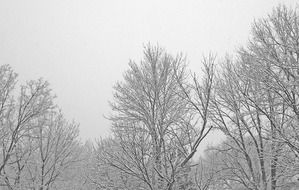 trees in hoarfrost in a winter forest