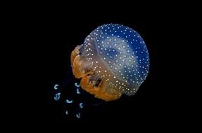 animal aquarium