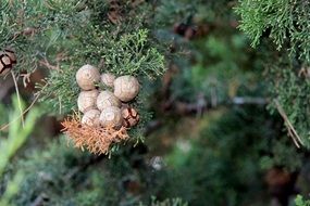 cypress branches with fruits close-up on blurred background