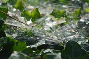 cobweb in green leaves