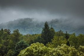 fog above forest after rain