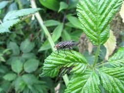 wondrous fly insect