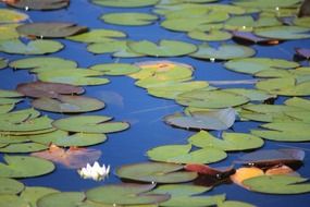 pretty water lily in the pond