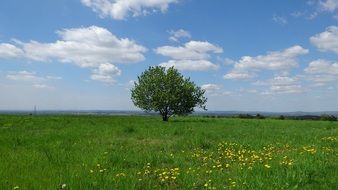 tree on green field in poland