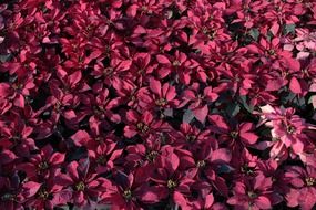 Purple poinsettia flowers