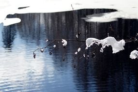 Beautiful branch and water in snow in spring