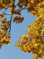 bottom view of the oak leaves against the blue sky