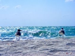 gulls on the ocean beach