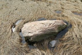 Rock and the reeds