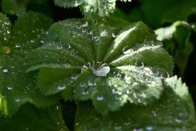 Water drops on frauenmantel leaves