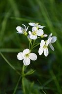 White flower garden tender nature
