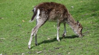 roe deer on a field in Austria