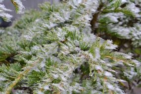 Frozen green needles