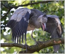 screaming heron