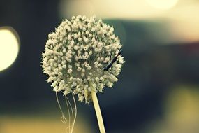 charming flower nature