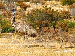 emus flightless bird in Australia