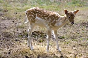 doe or roe deer