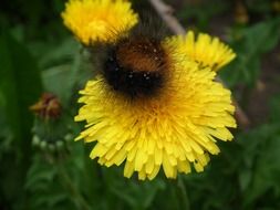 brown caterpillar on a yellow flower close-up