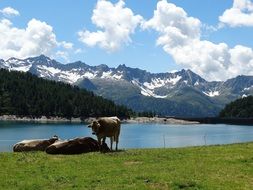 cows is resting on the lake in nature