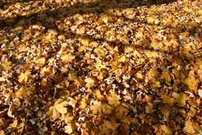 Beautiful and colorful foliage in light in the park in autumn