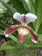 orchid with brown spots