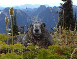 marmot in wildlife