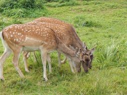 red deer animals pasture scene