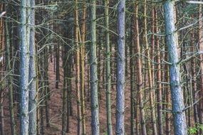 pine forest in late autumn