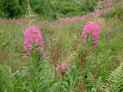 pink wild flowers in the meadow