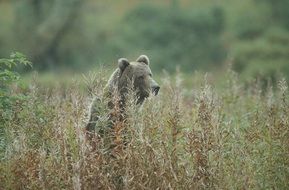 standing bear in wild