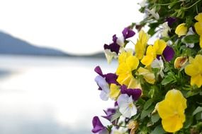 colorful flowers near the lake