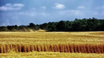 wheat harvest in Ohio, US