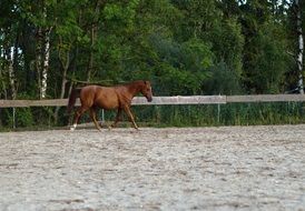 horse free
