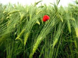 red poppy among green cereal ears